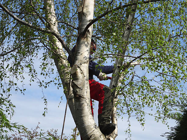 Professional Tree Removal Services in Blair, NE